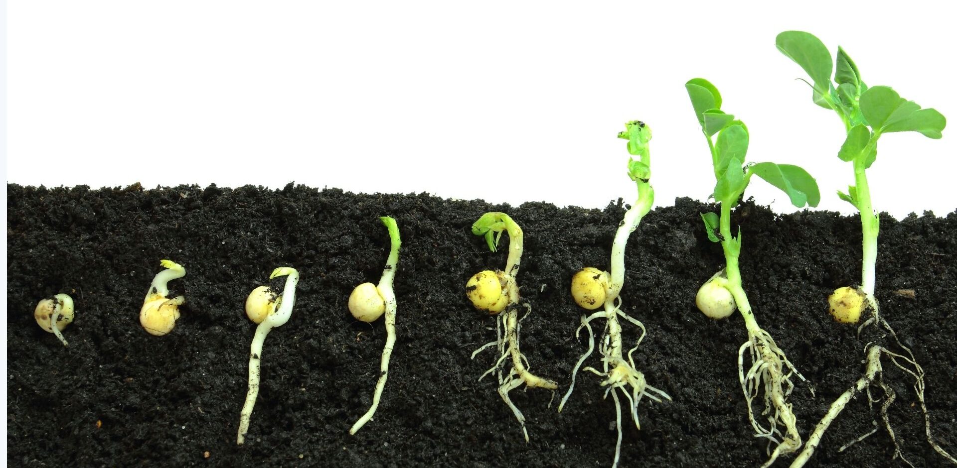 Küçük bir tohumun filizlenmesi